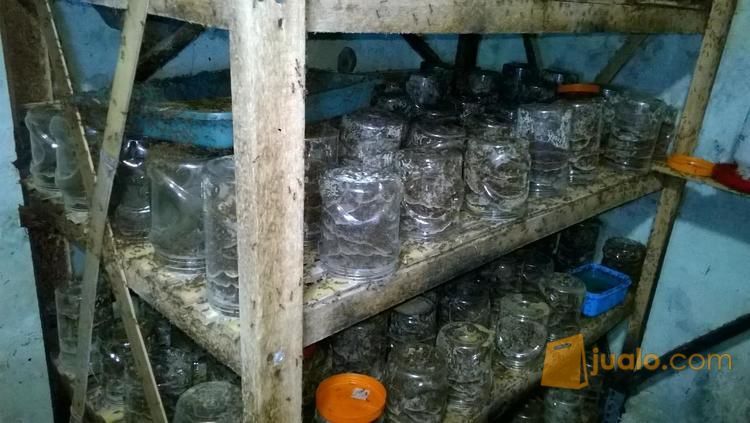 Ternak Kroto Media Stoples