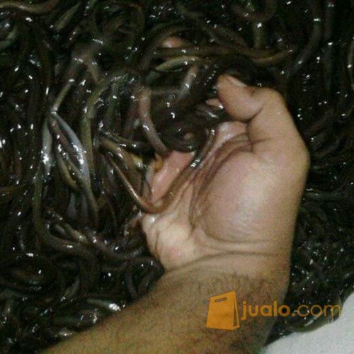 Ikan Belut, Bibit Belut Dan Belut Yang Siap Konsumsi