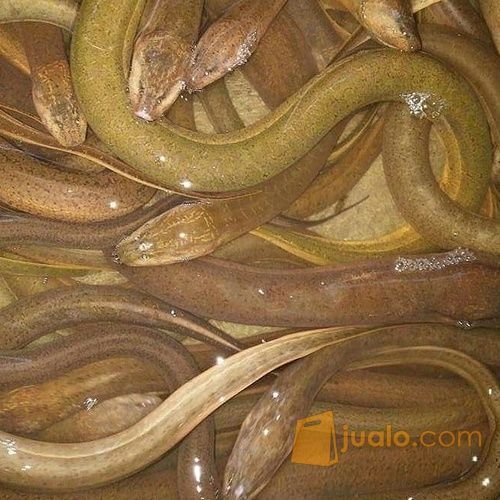 Ikan Belut, Bibit Belut Dan Belut Yang Siap Konsumsi