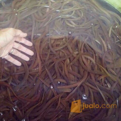 Ikan Belut, Bibit Belut Dan Belut Yang Siap Konsumsi