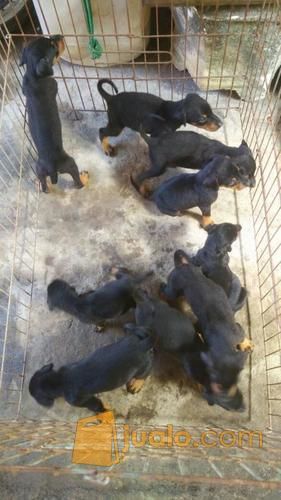 Doberman Puppies