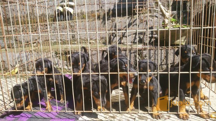 Doberman Puppies