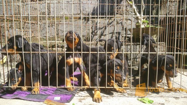 Doberman Puppies