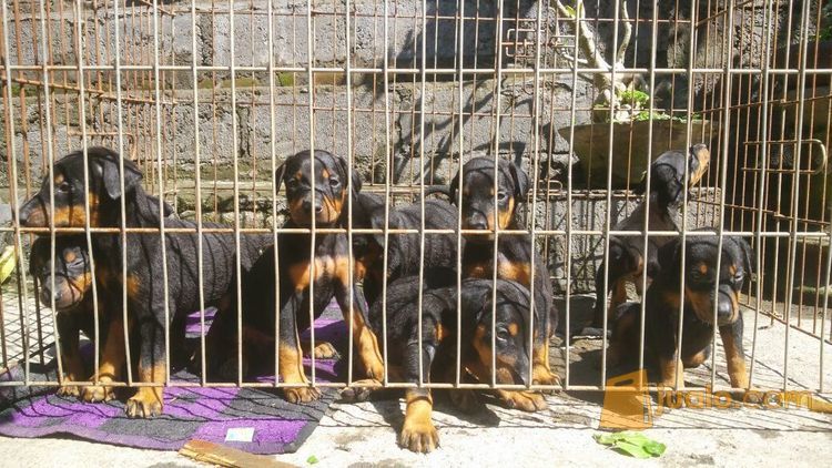 Doberman Puppies
