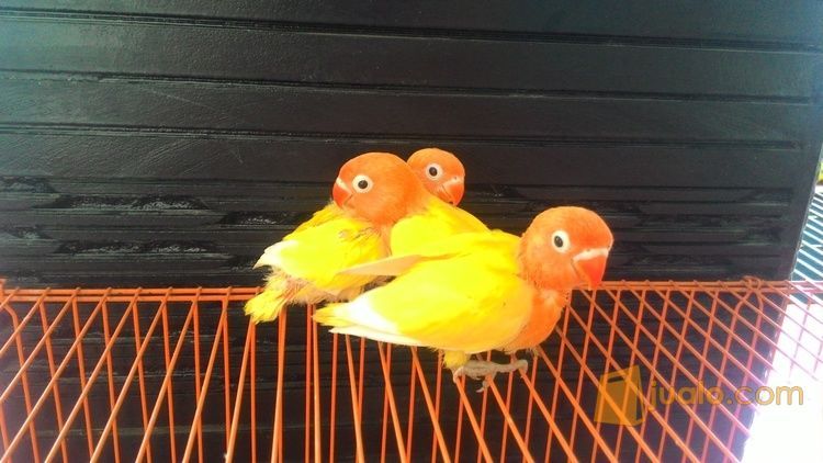 Lovebird Baby Lutino MM,RM,MH Prospek