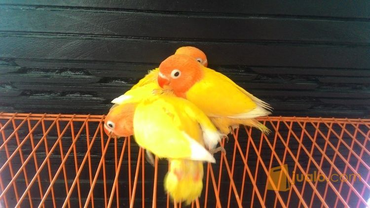 Lovebird Baby Lutino MM,RM,MH Prospek
