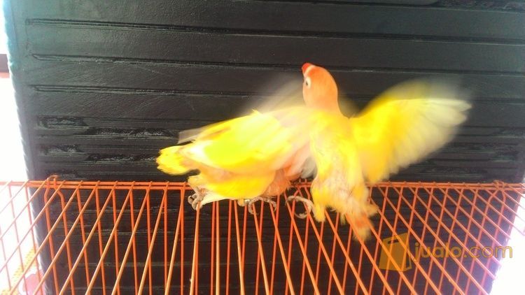 Lovebird Baby Lutino MM,RM,MH Prospek