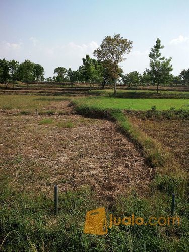 Murah2 Nol Poros Tnah Resmi Lokasi Desa Balong Wangi Kec Tikung Lamongan