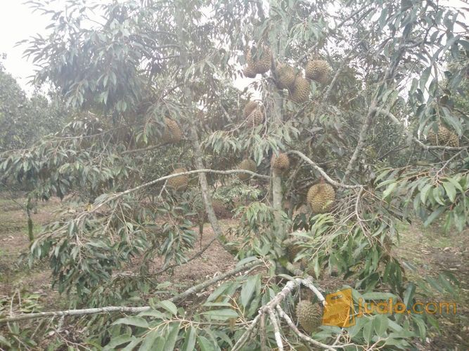 Murah Tanah Perkebunan Durian Montong Di Desa Cembo Batu