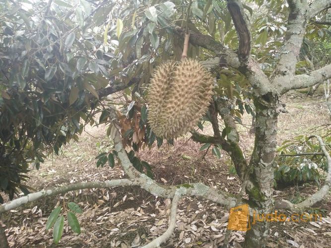 Murah Tanah Perkebunan Durian Montong Di Desa Cembo Batu