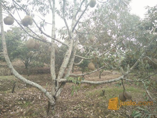 Murah Tanah Perkebunan Durian Montong Di Desa Cembo Batu