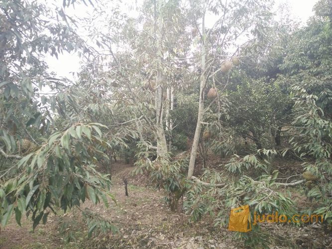 Murah Tanah Perkebunan Durian Montong Di Desa Cembo Batu