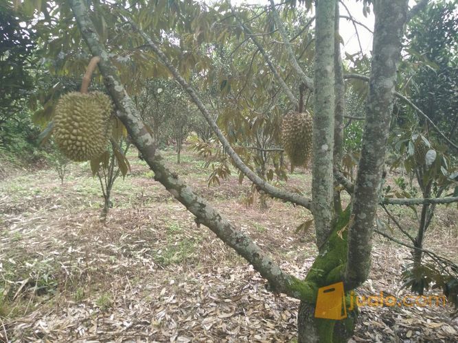 Murah Tanah Perkebunan Durian Montong Di Desa Cembo Batu