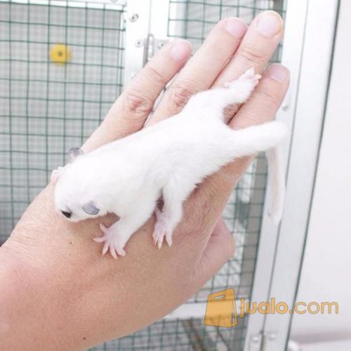 Sugar Glider Platmos X Mozaic