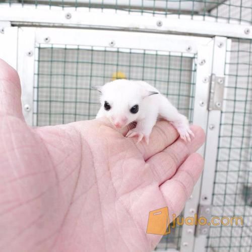 Sugar Glider Platmos X Mozaic