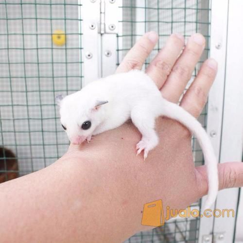 Sugar Glider Platmos X Mozaic