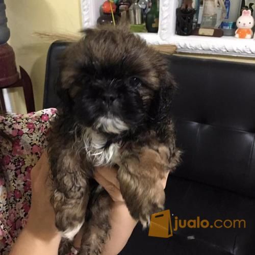 Anakan Anjing Shih Tzu Jantan Dan Betina Lucu Dan Murah Banget Harga Bisa Di Nego ^^