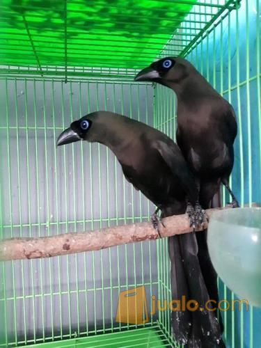 Burung Murai Irian Sepasang