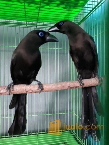 Burung Murai Irian Sepasang