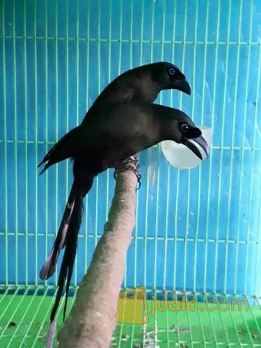 Burung Murai Irian Sepasang