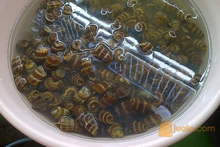 Kol Nenek Kul Nenek Kerang Nenek Kul Emak Asli Surabaya Siap Saji Kirim Luar Kota Dan Luar Pulau