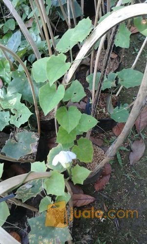 Tanaman Rambat Thunbergia Bunga Ungu.