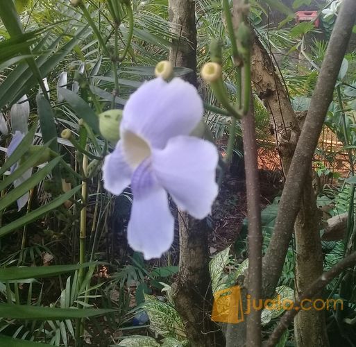 Tanaman Rambat Thunbergia Bunga Ungu.