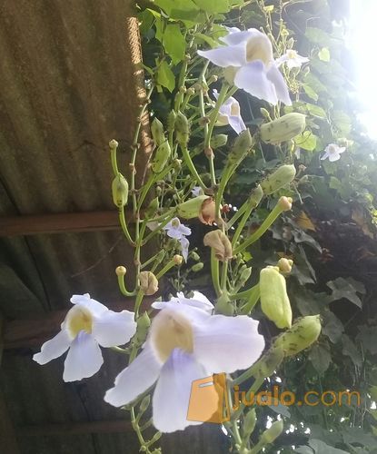 Tanaman Rambat Thunbergia Bunga Ungu.