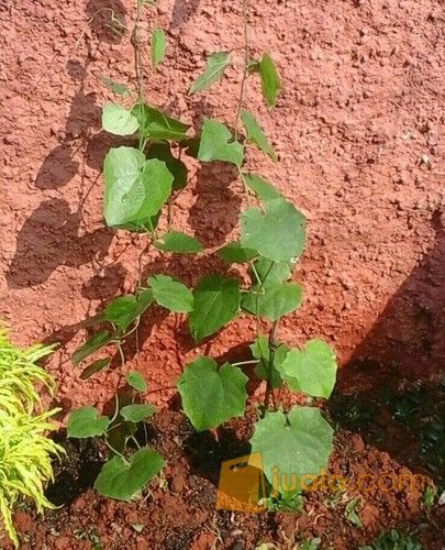 Tanaman Rambat Thunbergia Bunga Ungu.