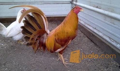 Ayam Philipin Asli Impor