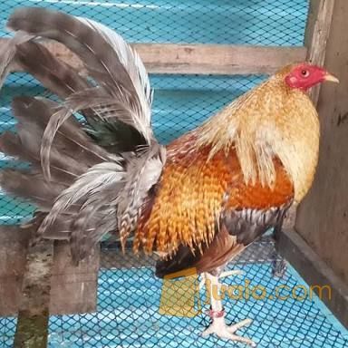 Ayam Philipin Asli Impor