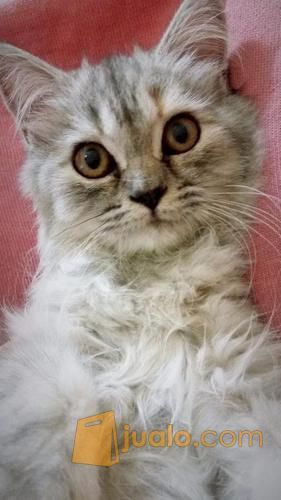 Kucing Persia Plus Keranjang Rio Dan Kandang Besar