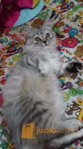 Kucing Persia Plus Keranjang Rio Dan Kandang Besar