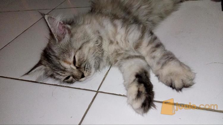 Kucing Persia Plus Keranjang Rio Dan Kandang Besar