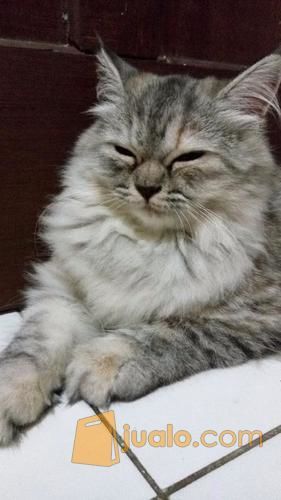 Kucing Persia Plus Keranjang Rio Dan Kandang Besar