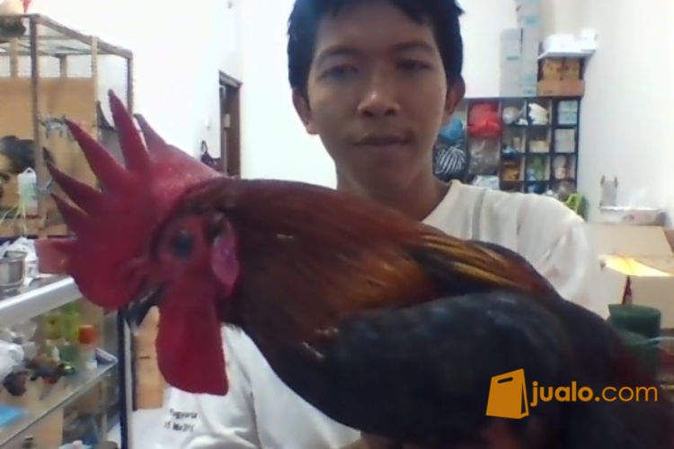 AYAM PELUNG CIANJUR