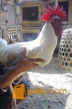 AYAM PELUNG CIANJUR