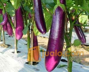 Bibit Terong Ungu Siap Tanam Dalam Polybag