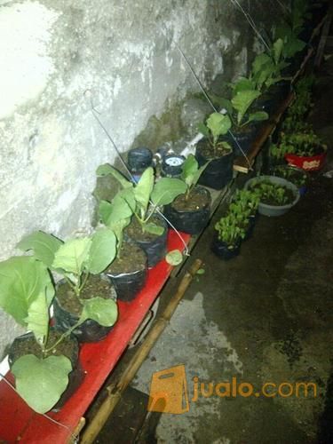 Bibit Terong Ungu Siap Tanam Dalam Polybag