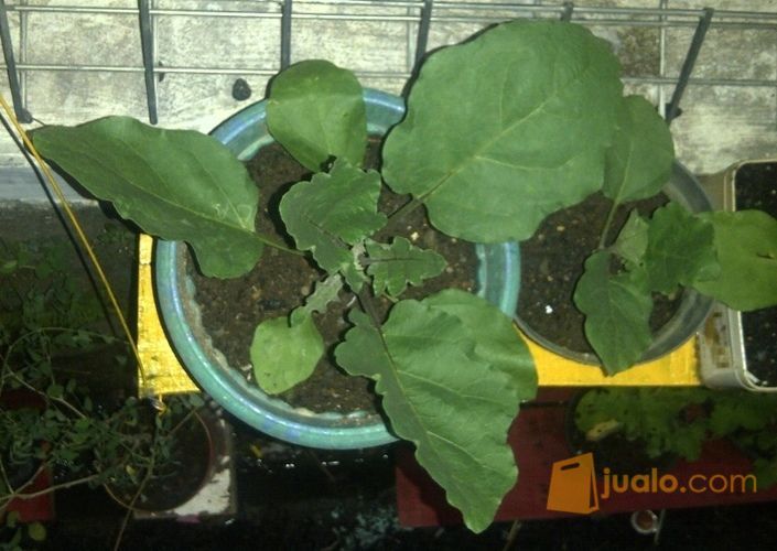 Bibit Terong Ungu Siap Tanam Dalam Polybag