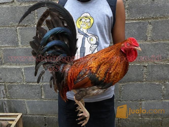 Ayam Philipine Filipin Asli Peranakan Import