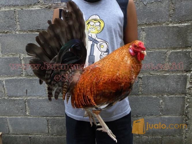 Ayam Philipine Filipin Asli Peranakan Import