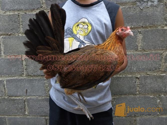 Ayam Philipine Filipin Asli Peranakan Import