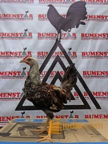 Ayam Philipine Filipin Asli Peranakan Import