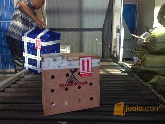 Ayam Philipine Filipin Asli Peranakan Import