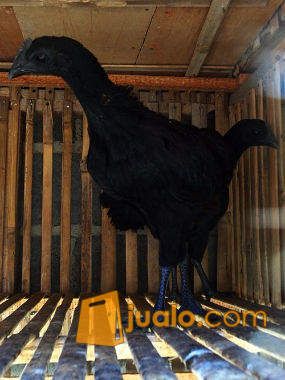 Ayam Cemani Asli