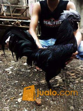 Ayam Cemani Asli