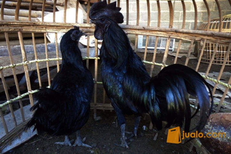 Ayam Cemani Asli