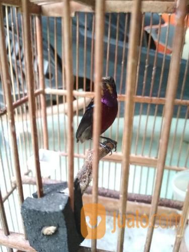 Burung Kolibri Ninja Joz