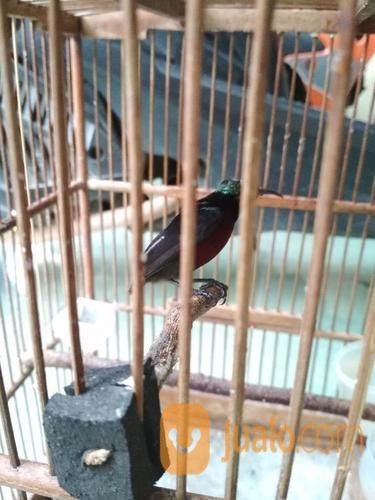 Burung Kolibri Ninja Joz